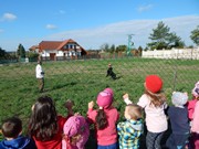 Sorbon - pes fotbalista